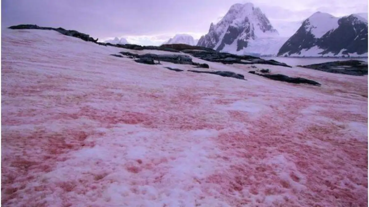 nieve rosa antártida